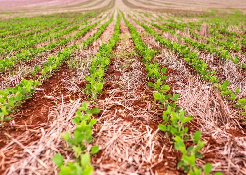 SOJA DO FUTURO - Novas variedades aliam tolerância a herbicidas e resistência às principais pragas da cultura